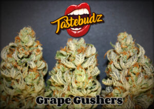 Grape Grushers