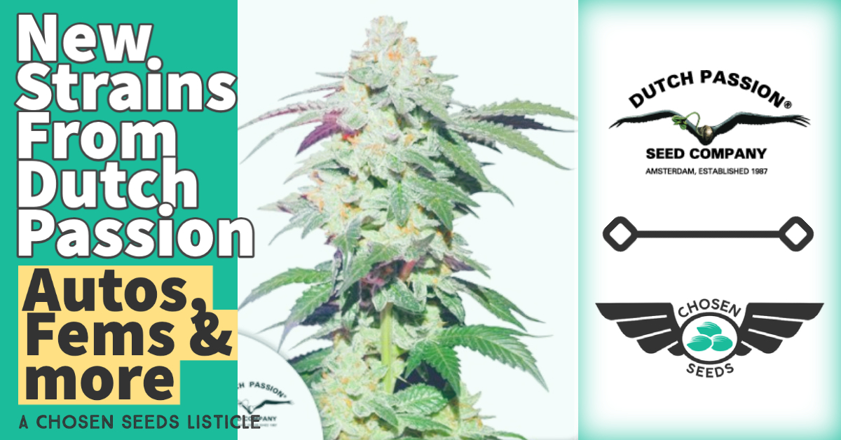 New Strains From Dutch Passion Blog Image