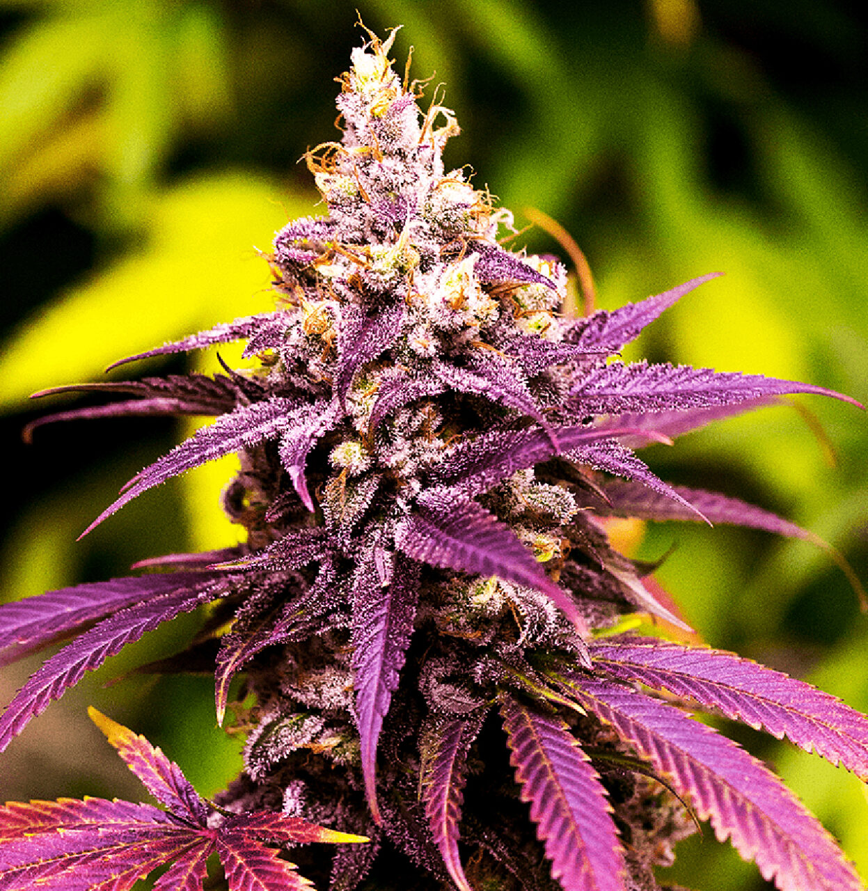 Grand Daddy Purple Chosen Seeds Worldwide Delivery Of Cannabis Seeds 5008