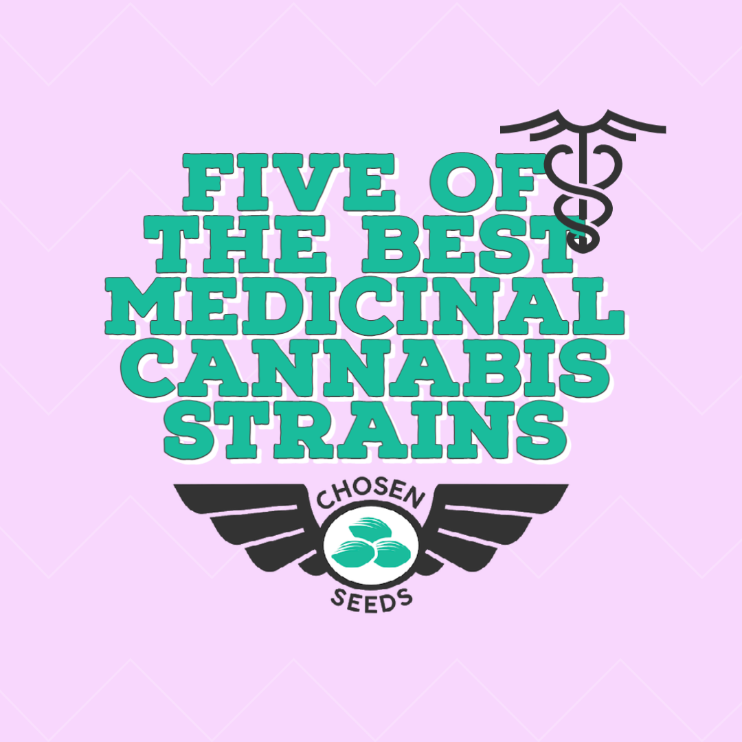 Blog image for 'Five of the best medicinal cannabis strains' blog post