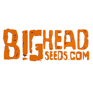 Big Head Seeds
